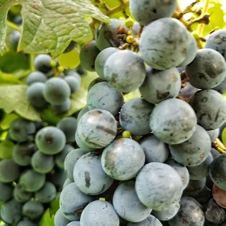 Casa Del Vigneto Spinea