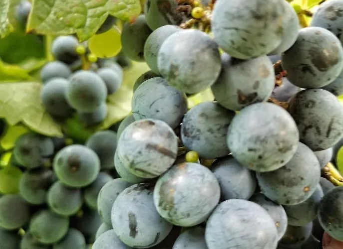 Casa Del Vigneto Spinea